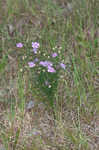 Slenderleaf false foxglove